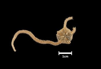 Media type: image;   Invertebrate Zoology OPH-1512 Description: Bottom of brittle star with mouth visible.;  Aspect: ventral